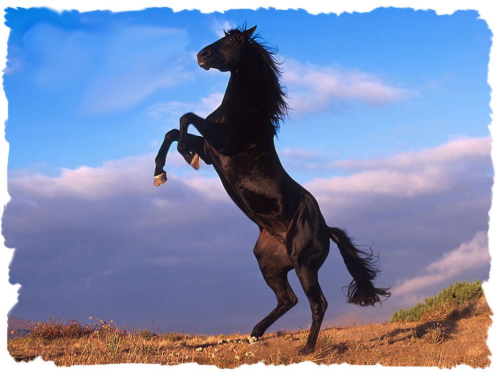 תמונה - 0 (11).jpg